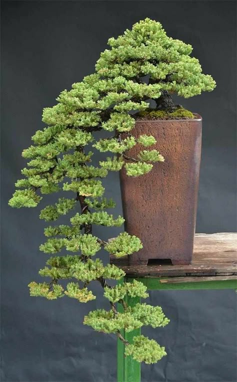 Cascading Bonsai, Tree In A Pot, Japanese Bonsai, Bonsai Art, Miniature Trees, Bonsai Plants, Bonsai Garden, Growing Tree, Bonsai Tree