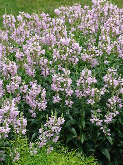 Physostegia Pink Manners (Obedient Plant, False Dragonhead) This taller perennial sport of P. Miss Manners with pastel lavender-pink tubular flowers is similarly well-behaved with a non-spreading, clumping habit. Desirable to beneficial pollinators and lovely in cut flower arrangements. Very hardy – worth a try in zone 3. When flower spikes are in full bloom, you can push the flowers to hold any position – helpful in arrangement. Learn more at: https://www.bluestoneperennials.com/PHMA.html Backyard Plant Ideas, Wetland Plants, Clay Soil Plants, Miss Manners, Obedient Plant, Cut Flower Arrangements, Partial Shade Plants, Texas Landscape, Walking Path