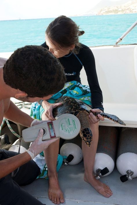 RUSVM students conducting research on turtles in St. Kitts Aquatic Veterinarian Aesthetic, Marine Biology Student, Zoology Student Aesthetic, Marine Biology Student Aesthetic, Oceanography Aesthetic, Marine Veterinarian, Aquatic Veterinarian, Marine Biologist Career, Marine Biologist Aesthetic