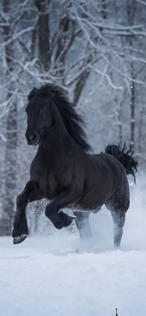 Wild Horse Wallpaper, Friesian Horse Wallpaper, Black Shire Horse Aesthetic, Black Horses Wallpaper, Horses Wallpaper Iphone, Black Horse Wallpaper Iphone, Caballos Frisian, Black Shire Horse, Black Horse Aesthetic