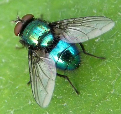 metallic fly specimen insect blue turquoise pretty Carpenter Bee Trap, Bee Traps, Carpenter Bee, Insect Wings, Insect Photography, Beetle Insect, Foto Transfer, Beautiful Bugs, Arthropods