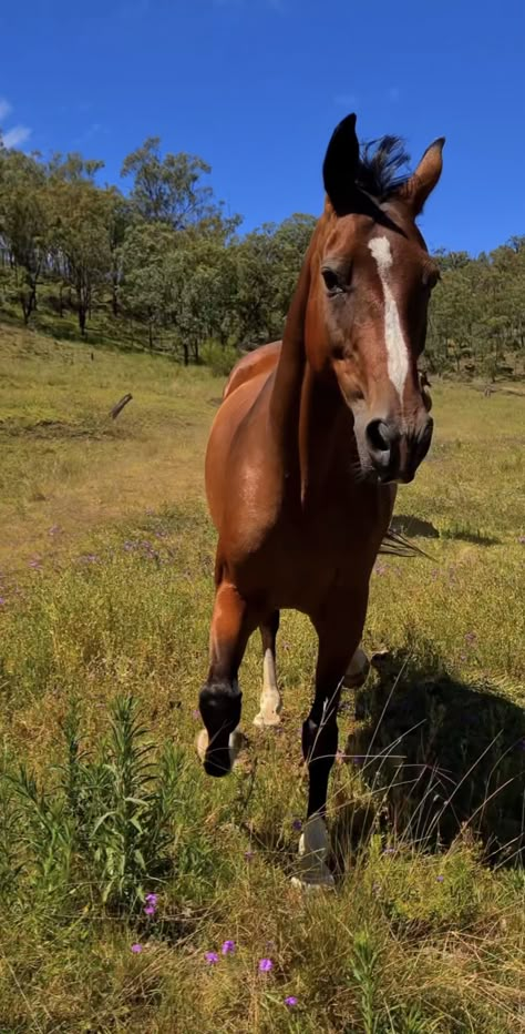 Cute Horse Riding Outfits, Horse Riding Outfits, Coastal Western, Horseback Riding Trails, Cowgirl Vibes, Stable Ideas, Riding Outfits, Horse Galloping, Horse Riding Clothes