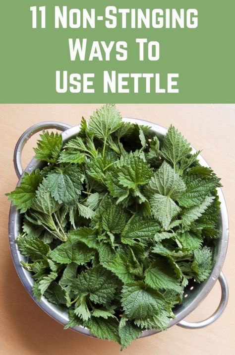 Growing Stinging Nettle, How To Make Nettle Tea, Nettle Recipes Food, Nettles Recipes, Stinging Nettle Tincture, Stinging Nettle Recipes, Stinging Nettle Benefits, Stinging Nettle Tea, Nettle Benefits