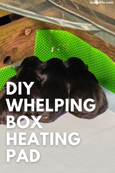 Welping Box Ideas Puppies Diy Cheap, Whelping Box Ideas For Small Dogs, Welping Box Ideas Diy Dog, Whelping Box Ideas, Heating Pad Diy, Welping Box, Puppy Advice, Dog Whelping Box, Diy Heating Pad