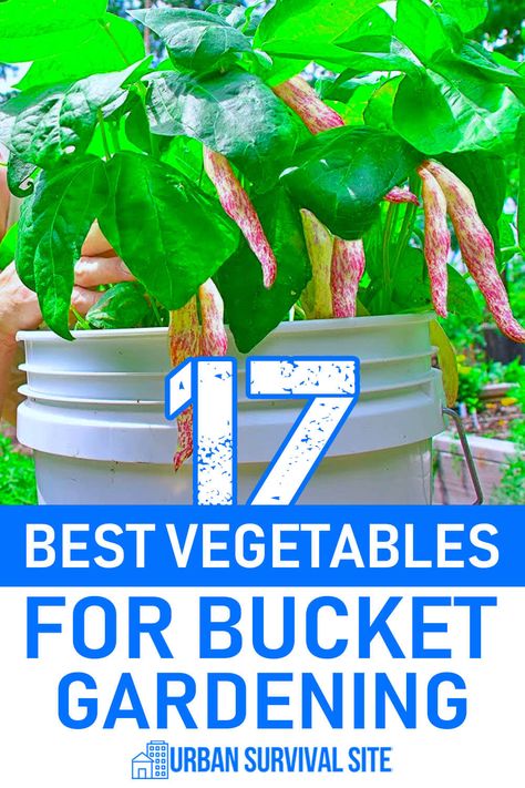 If you've been waiting to grow vegetables until you have a large backyard, your wait is over. You can successfully grow veggies in buckets. Best Vegetables, Bucket Gardening, Grow Vegetables, Growing Veggies, Large Backyard, Growing Vegetables, Buckets, You've Been, To Grow