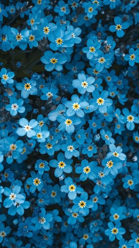 Forget Me Not Wallpaper Iphone, Blue Floral Wallpaper Iphone, Color Asethic, Forget Me Not Flowers Wallpaper, Forget Me Not Wallpaper, Summer Wallpapers For Iphone, Blue Flowers Aesthetic, Ipad Background, Floral Wallpaper Phone