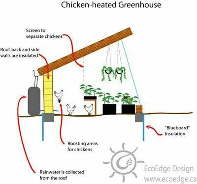 Heating A Greenhouse, Urban Chickens, Chicken Garden, Permaculture Gardening, Permaculture Design, Chicken Diy, Backyard Farming, Greenhouse Gardening, Hobby Farms