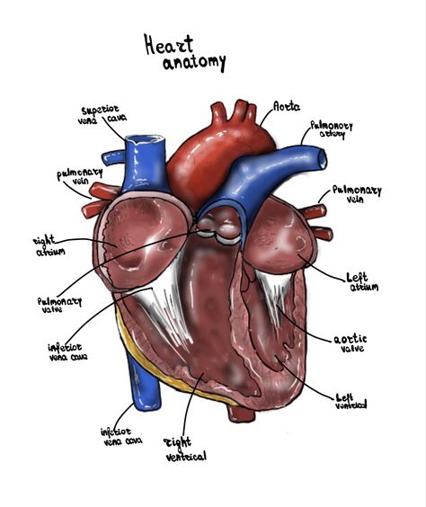 Anatomy Drawing Medical Organs, Drawing Organs, Anatomy Drawing Medical Art, Heart Anatomy Drawing, Detailed Anatomy, Medical Motivation, Doctor Heart, Art Exercises, Nurse Drawing