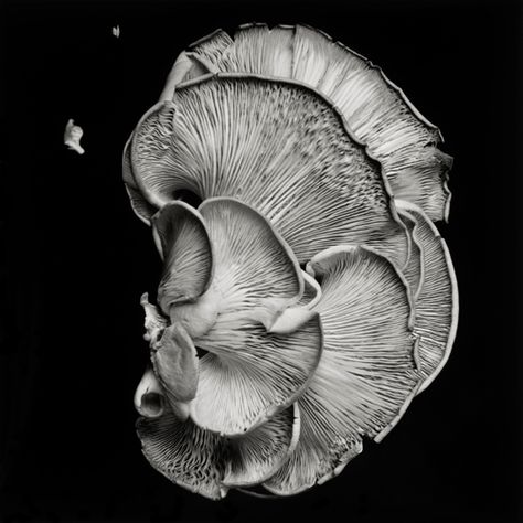 Mexican Gothic, Contemporary Fine Art Photography, Photography Booth, Black And White Spider, Nature Projects, Oyster Mushroom, Still Life Images, Holiday Photography, Nail Art Disney