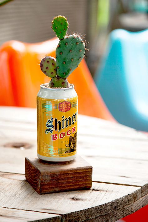 shiner-bock-can-used-as-cactus-planter-4ca78818 Flower Backyard, Truck Garden, Succulent Containers, Golden Barrel Cactus, Ghost Plant, Upcycle Garden, Alpine Plants, Cactus Planter, Prickly Pear Cactus