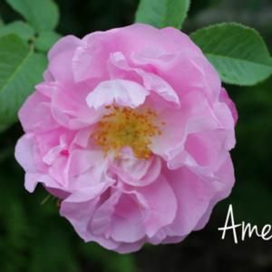 Image Amelia Flower, Constance Spry, Amelia Rose, Rise And Run, Shrub Roses, Plant Information, One Rose, Blooming Rose, Rose Cottage