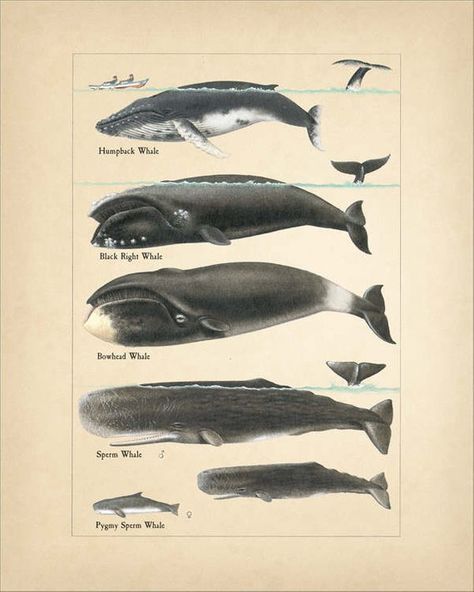 Whale Chart • 8x10 Wall Art • Instant Digital Download! Sperm Whale Art, Whale Chart, Types Of Whales, Bowhead Whale, Mermaid Poster, Whale Wall Art, Mid Century Cat, Sperm Whale, Whale Art