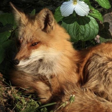 Cute Fox Pfp Aesthetic, Evangeline Core Aesthetic, Fox Core Aesthetic, Evelyn Animal, Fox Pfp Aesthetic, Angelina Animal, Cute Fox Pfp, Evangeline Fox Aesthetic, Evangeline Core