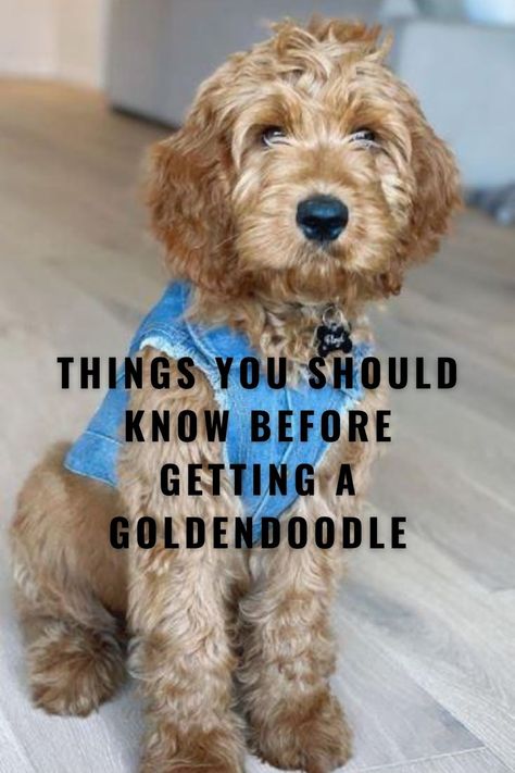 Mini Goldendoodle Accessories, Full Size Goldendoodle, Golden Doodle Hair Care, Goldendoodle Clothes For Dog, Light Brown Goldendoodle, Chocolate Brown Goldendoodle, F1b Goldendoodle Mini, Best Dog Food For Goldendoodles, Goldendoodle Service Dog