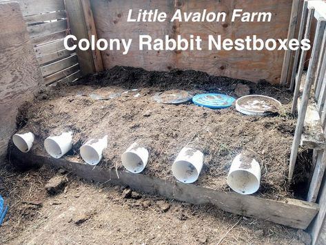 Farm Baby Nursery, Rabbit Nesting Box, Rabbits For Meat, Rabbit Tunnel, Rabbit Hutch Plans, Rabbit Nest, Raising Rabbits For Meat, Rabbit Pen, Rabbit Stuff