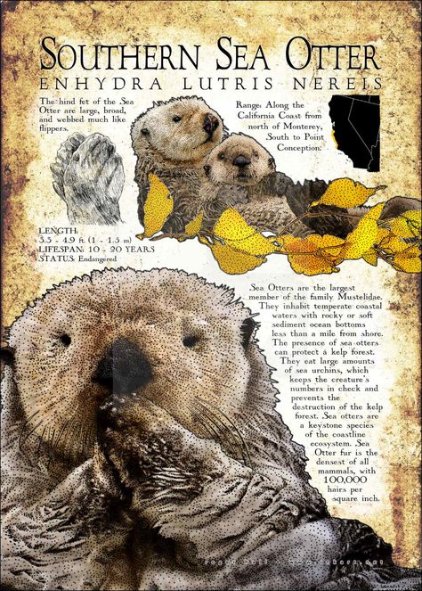 Southern Sea Otter Poster Print / Infographic