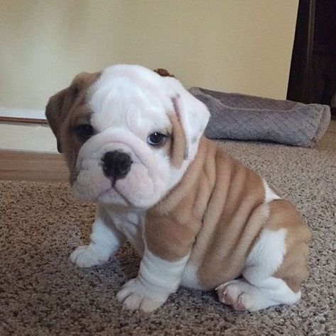 15 Reasons Why You Should Never Own English Bulldogs - The Paws Cute Little Puppies, English Bulldogs, Puppy Care, Luxury Dog, Dog Boarding, Little Puppies, Cute Dogs And Puppies, Cute Animal Pictures