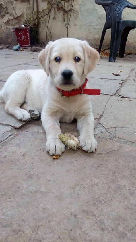 Labrador Retriever Puppies For Sale | Shreya Nagar, Aurangabad, MH Dogs Labrador Retriever, Labrador White, White Labrador Puppy, Baby Labrador, Labrador Puppies For Sale, Brown Labrador, White Labrador, Yellow Labs, Labrador Puppies