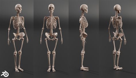 ArtStation - Human Female Skeleton Female Skeleton Anatomy, Study Anatomy, Justice Art, Female Skeleton, Skeleton Anatomy, Anatomy Practice, Women Skeleton, Human Skeleton, Female Reference