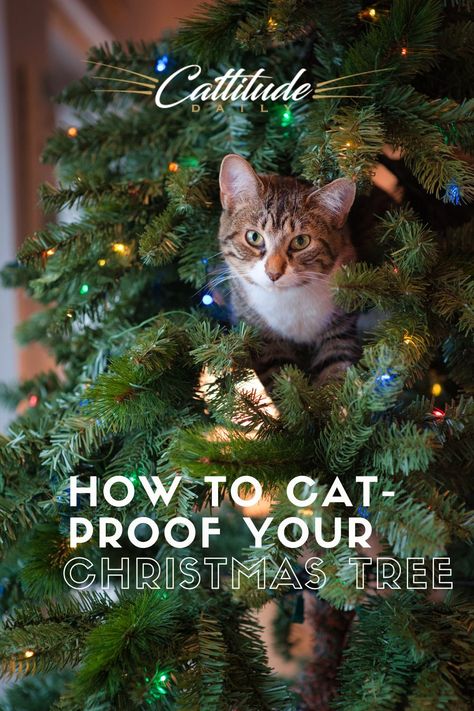 Cat Proof Christmas Tree, Gatos Cool, Cat Tips, Cool Cat Trees, How To Cat, Cat Proofing, Cat Christmas Tree, Real Christmas Tree, Cat Care Tips