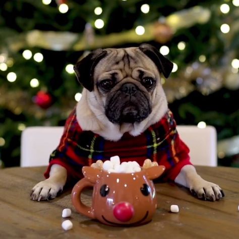 Pug Christmas discovered by JolavyRose on We Heart It Christmas Dog Wallpaper, Wallpaper Pug, Silly Dog Pictures, Christmas Pugs, Dog Christmas Photos, Xmas Pics, Cute Pug Puppies, Dog Xmas, Pug Christmas