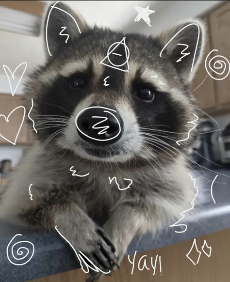 Raccoon Therian, Raccoon Art, Cute Small Animals, Animal Icon, Cute Raccoon, Raccoon Funny, Animals Friendship, Trash Panda, Silly Animals