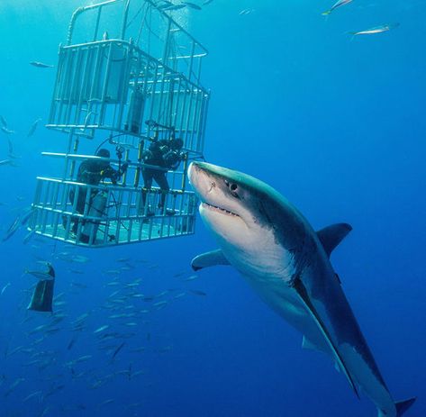 Shark Cage, Shark Pictures, Shark Bait, Fauna Marina, Shark Diving, Shark Swimming, Beautiful Sea Creatures, Underwater Creatures, Underwater Life