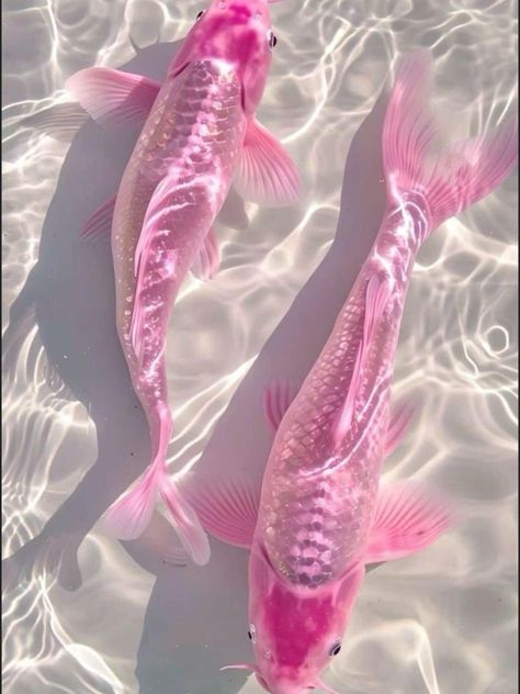 Pink Fish, Tasmania Australia, Fish Wallpaper, Exotic Fish, Beautiful Fish, Colorful Fish, Pretty Wallpaper Iphone, Canvas Paper, Tasmania