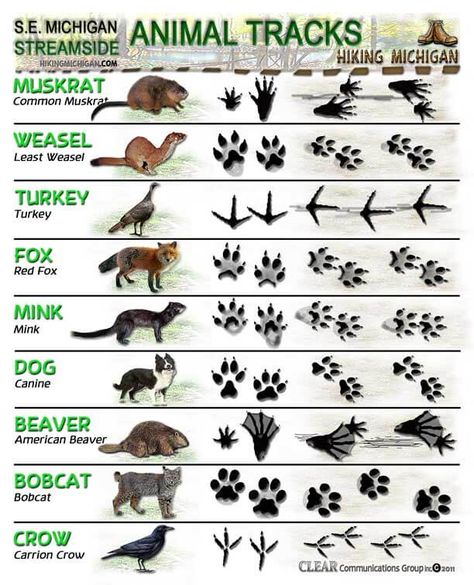 These forest and streamside animal track identification sheets from Hiking Michigan (reproduced here with permission) are excellent! If you are interested in animals or learning to track animals, I recommend saving these two sheets. You can print them out and add them to your field/hiking notebook etc so you can refer to them when out … Miejski Survival, Animal Chart, Diarama Ideas, Regnul Animal, Animal Tracks, Survival Life Hacks, Hunting Tips, Animal Habitats, Survival Life