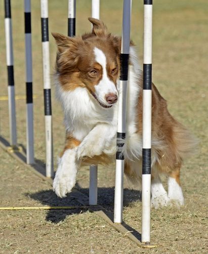 Dog Sports Aesthetic, Dog Agility Aesthetic, Dog Training Photography, Dog Training Aesthetic, Trained Dog, Train Dog, Fit Dogs, Agility Training For Dogs, Training Dogs