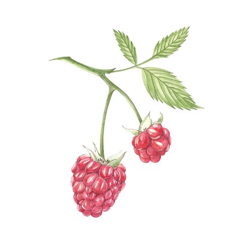 Raspberry Drawing, Berries Illustration, Raspberry Plant, Raspberry Plants, Creative Icon, Plant Illustration, Color Inspo, Photo Editing Software, Bottle Design