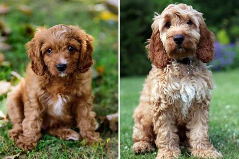 Cavapoo vs Cockapoo: Which Poodle Mix is a Better Choice For You Cockapoo Vs Cavapoo, Cockapoo Full Grown, Miniature Cockapoo, Puppy Time, Cockapoo Puppies, Cavapoo Puppies, Mini Poodles, Purebred Dogs, Miniature Poodle