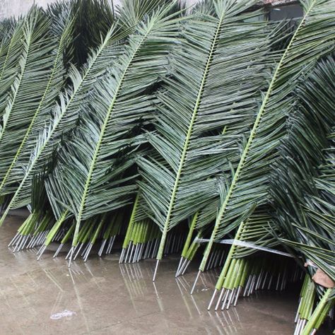 Coconut Tree Leaves, Dried Coconut, Palm Branch, Dry Coconut, Palm Tree Leaves, Coconut Palm, Cathedral Church, Outdoor Flowers, Tree Leaves