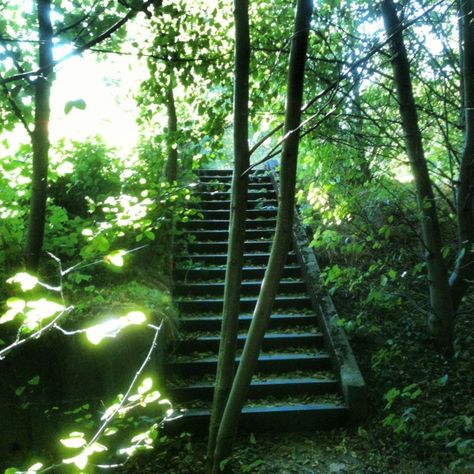 abandoned staircase in the forest Abandoned Staircase, Stairs In The Woods, Forest Pics, Hidden Staircase, Background References, Story Board, House Stairs, Staircases, Reference Photos