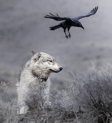 Wolves And Ravens, Raven Flying, Raven And Wolf, Family Loyalty, Wolf Pup, Scenery Photos, Crow Art, Grey Wolf, Lone Wolf