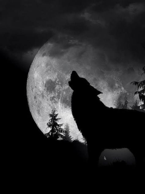 Werewolves Mates, Siblings Aesthetic, Seth Capella, Darkest Academia, Werewolf Girl, Werewolf Stories, Werewolf Aesthetic, Story Cover, Wolf Artwork