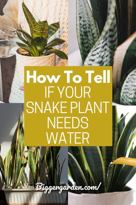 Discover the subtle signs that indicate your snake plant is thirsty and in need of watering. Learn how to identify these signals and keep your plant happy – click to read more and follow us for additional plant care tips! How To Propagate Snake Plant, Plants 101, Snake Plant Indoor, Indoor Cactus Plants, Plants Unique, Arizona Garden, Gardening Indoors, Snake Plant Care, Grow Herbs