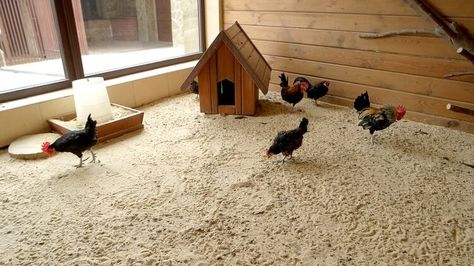 Chicken Coop Sand, Chicken Coop Bedding, Coop Run, Chickens In The Winter, Sand Floor, Chicken Shed, Duck Coop, Runner Ducks, Types Of Chickens