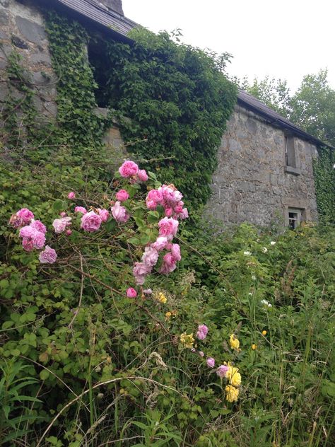 Old irish house Irish Houses, Old Irish, Plants