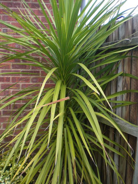 Pruning a yucca is an excellent way to keep your yucca manageable. Yukka Plant, Plants Hacks, Yucca Plant Care, Growing Hibiscus, Yucca Tree, Plants Care, Yucca Plant, Hibiscus Plant, Plant Problems