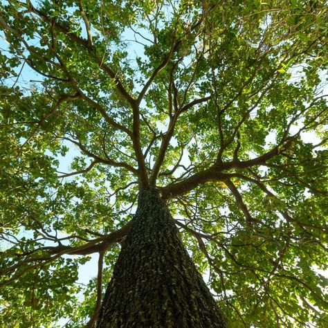 Tree Canopy Drawing, Large Tree Aesthetic, Tree Looking Up, Big Tree Aesthetic, Trees From Below, Wise Tree, Growth And Decay, Single Tree, Tree Canopy