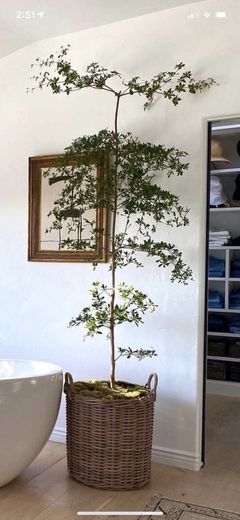 Black olive tree Faux Black Olive Tree, Black Olive Tree Indoor, Olive Tree Indoor, Hanging Planter Ideas, Indoor Olive Tree, Colonial Home Interior, Black Olive Tree, Best Indoor Trees, Big Indoor Plants