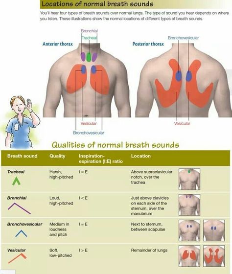 Normal breath sound locations Respiratory Therapist Student, Lung Sounds, Breath Sounds, Med Surg Nursing, Nursing Assessment, Health Assessment, Nursing Mnemonics, Pharmacology Nursing, Cardiac Nursing