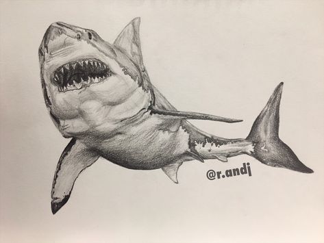 Great White Shark Pencil Drawing, Shark Realistic Drawing, Great White Shark Sketch, Sea Creatures Drawing Realistic, Shark Pencil Drawing, Shark Sketch Drawing, Shark Drawing Reference, Shark Drawing Sketches, Great White Shark Drawing