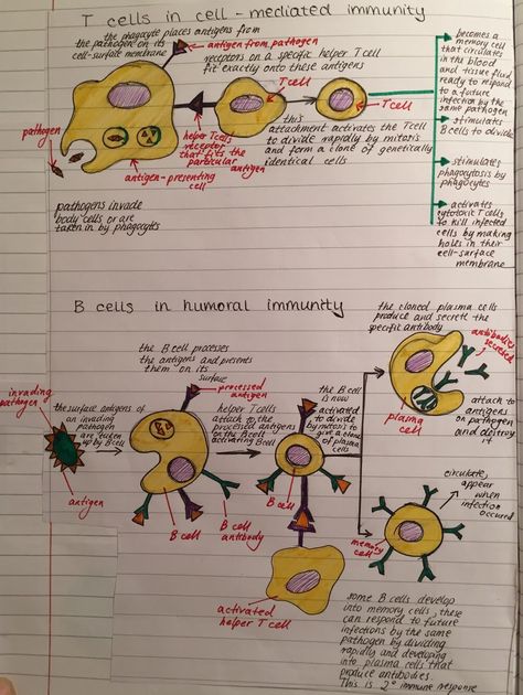 Immune System Project, Immunity Notes, Immunity Biology Notes, Immunity Study Notes, Immune System Notes Biology, Active And Passive Immunity Notes, Immune System Notes, Innate Immunity Notes, Immune System Diagram