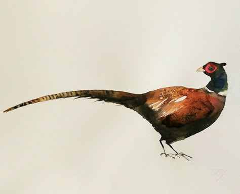 k. jokel #art #watercolor #ink #illustration #pheasant #bird Pheasant Paintings Art, Pheasant Photography, Pheasant Watercolour, Watercolor Pheasant, Pheasant Drawing, Pheasant Tattoo, Hunting Watercolor, Pheasant Illustration, Pheasant Painting