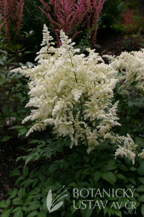 Astilbe japonica 'Deutschland' Astilbe Japonica, Dandelion, Flowers, Plants