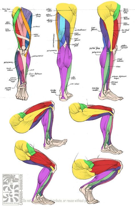 Leg Muscles Anatomy, Leg Anatomy, Drawing Legs, Anatomy Tutorial, Human Anatomy Drawing, Muscle Anatomy, Human Anatomy And Physiology, Human Anatomy Art, Anatomy Sketches