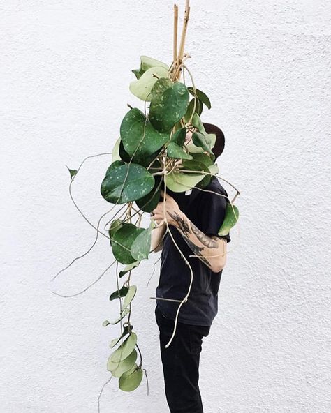 currently on the lookout for hoya latifolia aka dinner plate hoya 😍 // 📷 Hoya Latifolia, Big Indoor Plants, Plant Goals, Minimalist Garden, Plants Are Friends, House Plant Care, House Plants Indoor, Plant Mom, Plant Lady