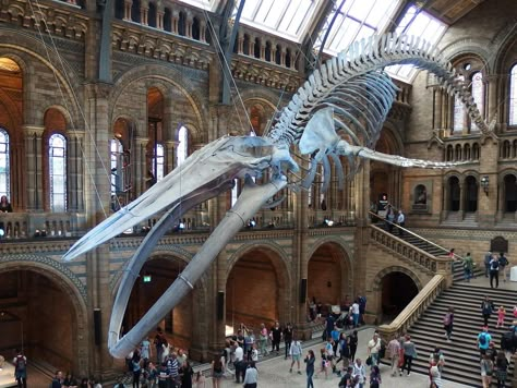 The Blue Whale Skeleton, Natural History Museum, London (3… | Flickr Blue Whale Skeleton, Museum Natural History, Whale Skeleton, Animal Skeleton, Space Whale, Natural History Museum London, Animal Skeletons, London Museums, Top List